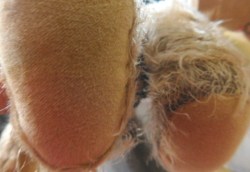 theodora bear paws